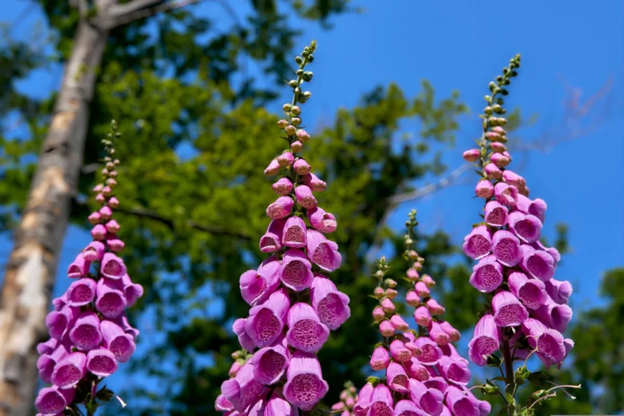 Roter Fingerhut (Digitalis purpurea) mit pinkfarbenen Blüten