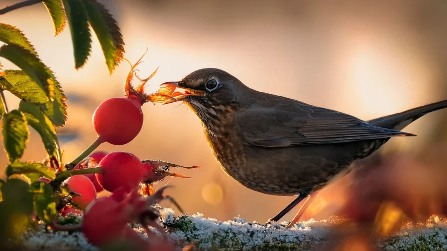 Amsel frisst im Winter eine rote Hagebutte
