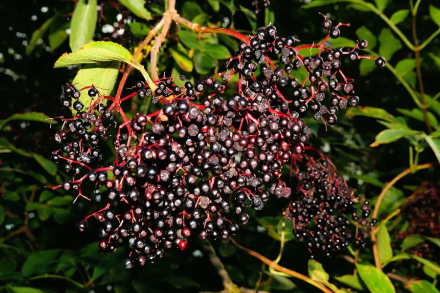 Reife schwarze Holunderbeeren