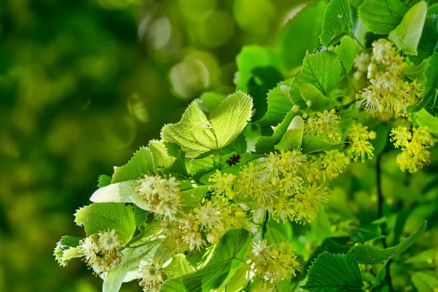 Blühende Linde mit Lindenblüten – traditionell bei Erkältungsbeschwerden