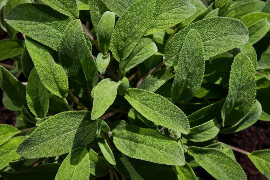 Frische Salbeiblätter – traditionelle Heilpflanze bei Halsbeschwerden