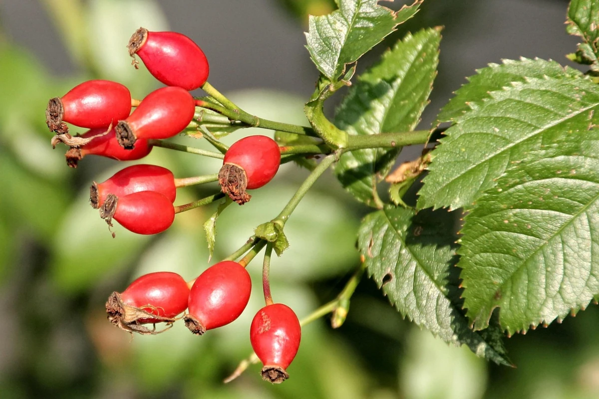 Hagebutte – die Vitaminbombe vom Wegesrand